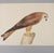 1980s 1980s Olof Rudbeck, Swedish 18th C., Monumental Bird Portfolio, 35 Images in Modern Facsimile, Published by René Coeckelbergh For Sale - Image 5 of 6