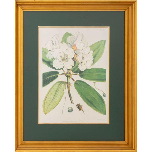 Walter Hood Fitch Botanical Offset Lithographs, 2 For Sale - Image 10 of 16