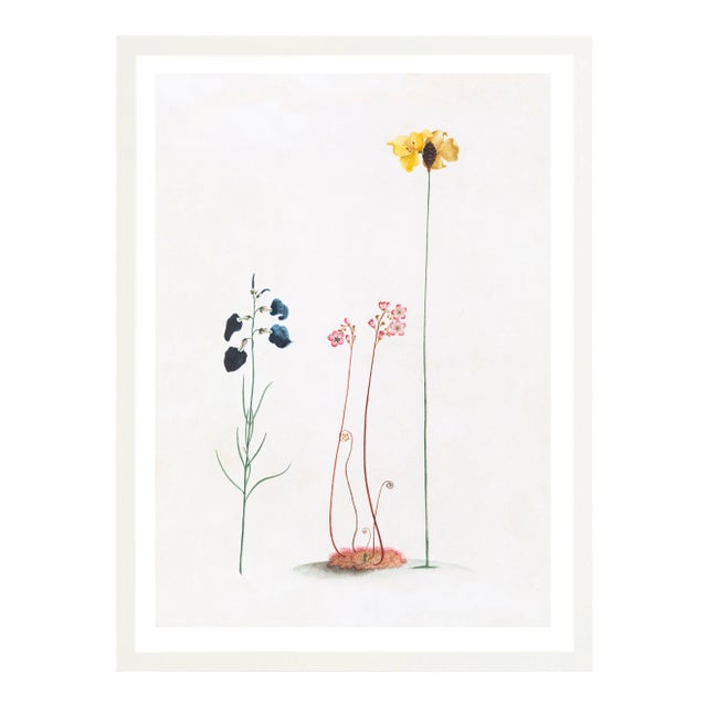 Illustration Celerie Kemble Curated Australian Botanical III (40x60) in White Frame For Sale - Image 3 of 4