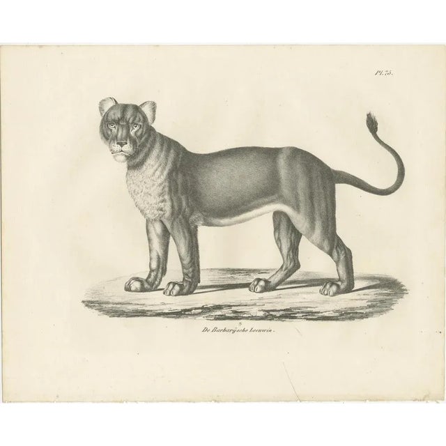 Paper C.C. G. Zool., Barbary Lioness in a Powerful Standing Pose, 1836, Lithograph For Sale - Image 7 of 11