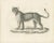 Paper C.C. G. Zool., Barbary Lioness in a Powerful Standing Pose, 1836, Lithograph For Sale - Image 7 of 11