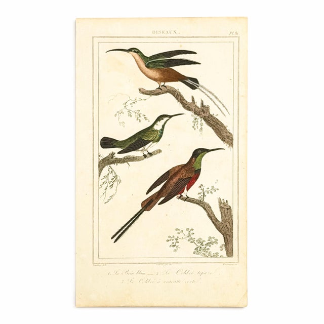 Early 19th Century 19th-Century Hummingbird Study | Set of 4 Buffon Hand-Colored Antique Bird Prints For Sale - Image 5 of 6