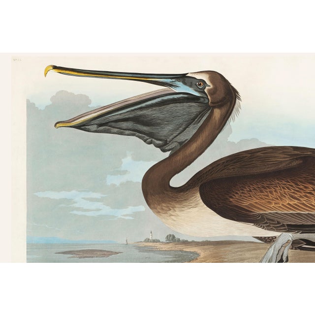 Brown Pelican, Vintage Art Print Reproduction From Birds of America by John James Audubon, 48″ × 32″ For Sale In Buffalo - Image 6 of 9