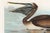 Brown Pelican, Vintage Art Print Reproduction From Birds of America by John James Audubon, 48″ × 32″ For Sale In Buffalo - Image 6 of 9