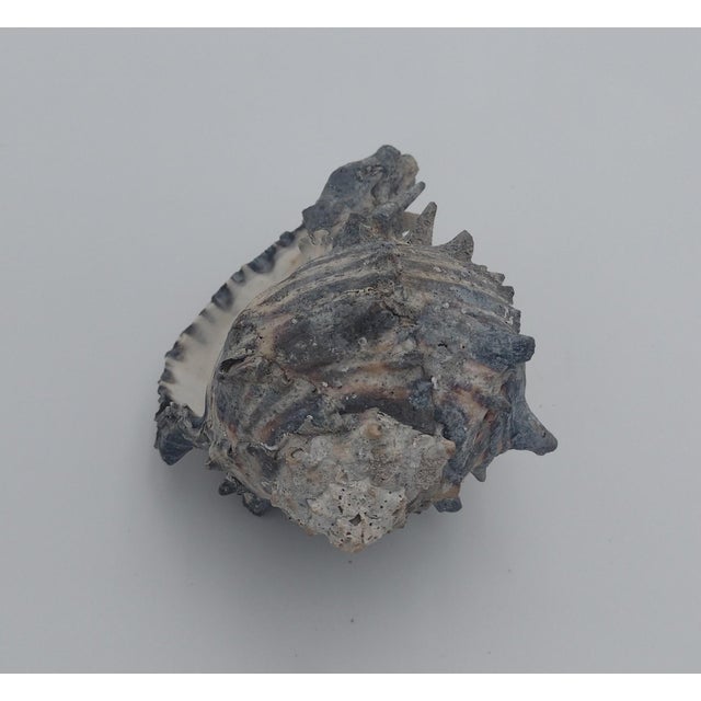 Contemporary Vintage Black Murex Shell With Natural Weathering – Sea of Cortez, C. 1970s For Sale - Image 3 of 10