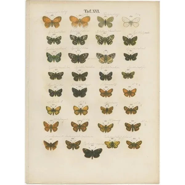 Ramann, Butterflies and Moths, 1870, Set of 7 For Sale - Image 6 of 9