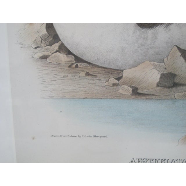 Daniel Giraud Elliot Hand Tinted 1869 Whitneys Fulmar & Puffin Framed Lithograph For Sale - Image 4 of 7