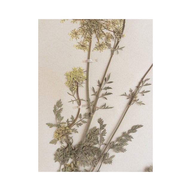Vintage Swedish Herbarium - Queen Anne's Lace/Wild Carrot, Circa 1944 For Sale - Image 4 of 6