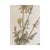 Vintage Swedish Herbarium - Queen Anne's Lace/Wild Carrot, Circa 1944 For Sale - Image 4 of 6