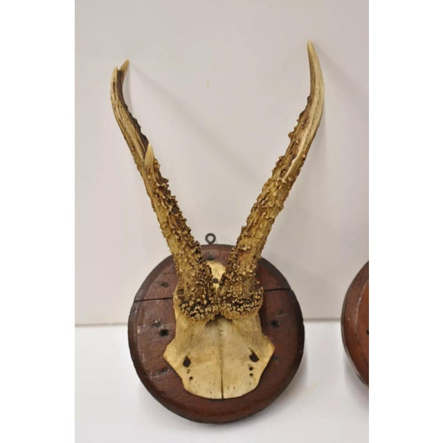 Vintage Roe Deer Skull Mount Antlers Taxidermy Mancave Wall Decor - a Pair For Sale - Image 4 of 9