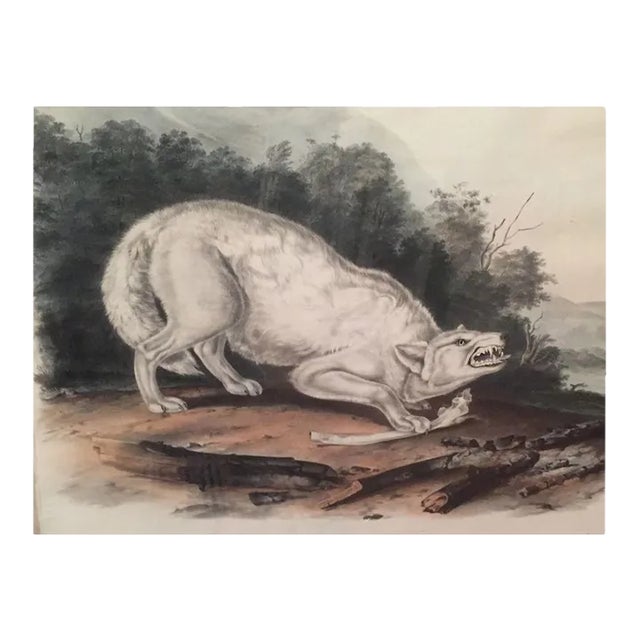 Antique 19th Century John James Audubon Large Folio Hand Colored Lithograph White American Wolf Philadelphia 1845 Plate 72 For Sale