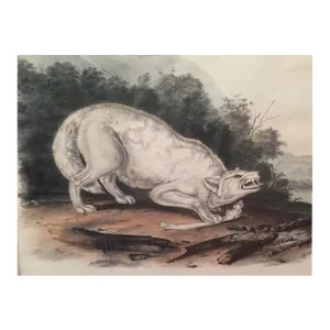 Antique 19th Century John James Audubon Large Folio Hand Colored Lithograph White American Wolf Philadelphia 1845 Plate 72