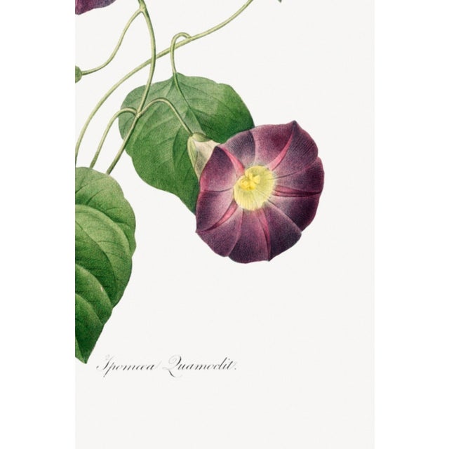 Star-Glory Morning-Glory, Vintage Botanical Art Print Reproduction by Pierre-Joseph Redouté, 16" X 24" For Sale - Image 10 of 10