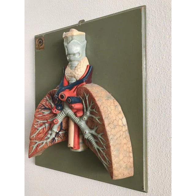 Mid-Century Modern Anatomical 3-Dimensional Picture, Germany, 1950s For Sale - Image 3 of 6