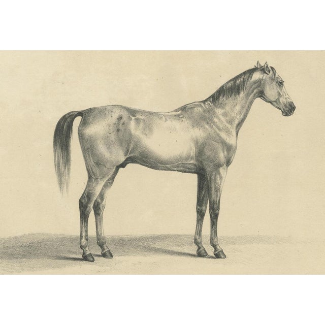 Paper G. Ebner, Sultan Mahmoud, 1846, Lithograph For Sale - Image 7 of 9