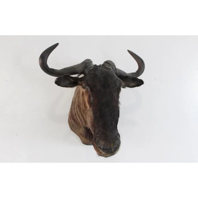 1950s 1950s African Wildebeast Head Bust For Sale - Image 5 of 12
