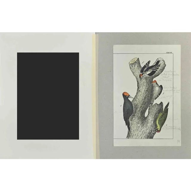Spotted Woodpecker is an Etching hand colored realized by Gotthilf Heinrich von Schubert - Johann Friedrich Naumann,...