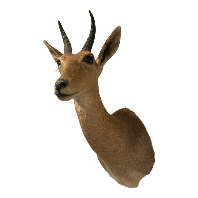 Late 20th Century Reedbuck Shoulder Mount Taxidermy Hunting Trophy For Sale
