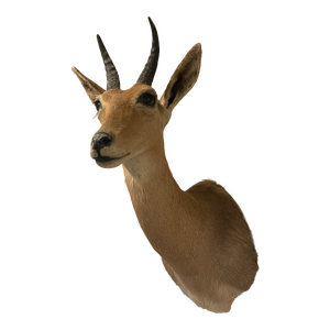 Late 20th Century Reedbuck Shoulder Mount Taxidermy Hunting Trophy