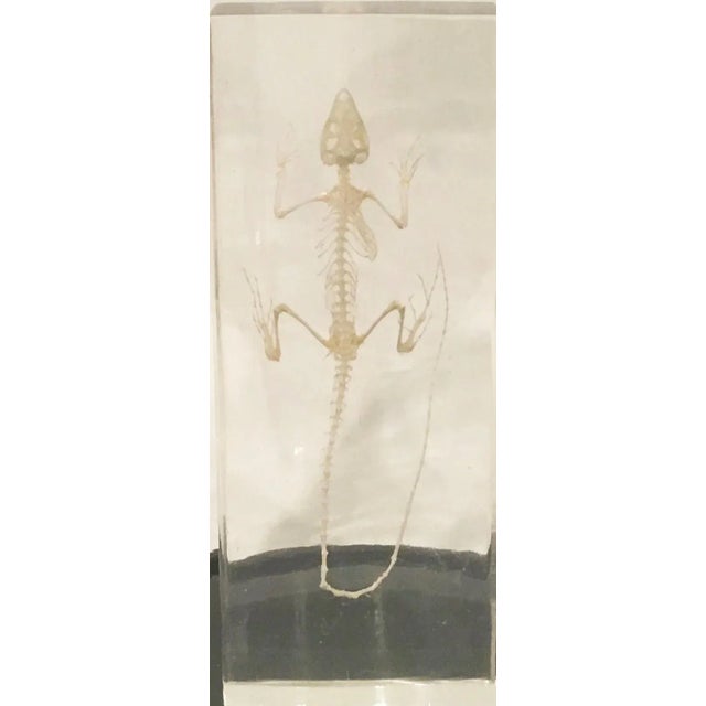 One lizard skeleton museum mounted in lucite in small recycled hand blown glass dome with grooved black painted wood base.