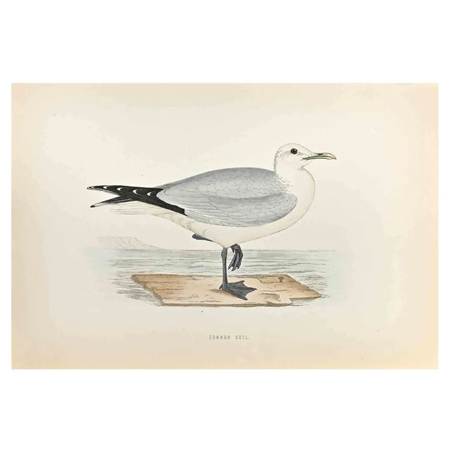 Alexander Francis Lydon, Common Gull, Woodcut Print, 1870 For Sale