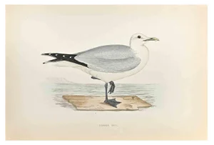 Alexander Francis Lydon, Common Gull, Woodcut Print, 1870