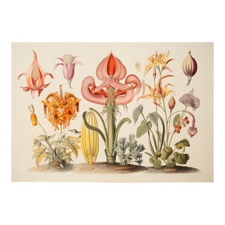 13" X 9" 'Garden Flowers' Botanical Print, Unframed / Herbarium For Sale