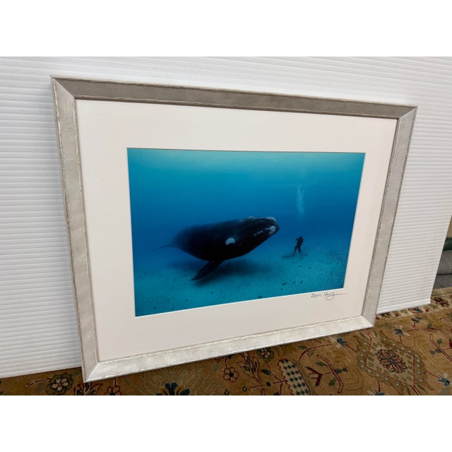 Design Plus Gallery presents First Encounter, a Color Photograph of a Southern Right Whale by Brian Skerry. Renowned...