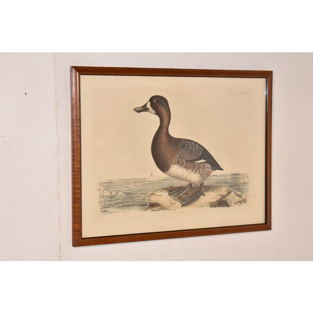 19th Century Engraving of a Scaup Pochard by Prideaux John Selby For Sale - Image 4 of 6