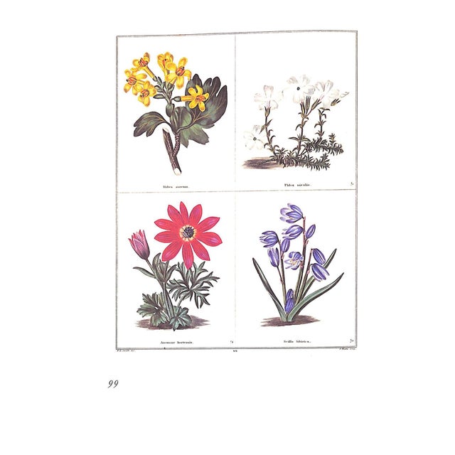 "The Treasury of Flowers" 1975 Coats, Alice M. For Sale - Image 9 of 12