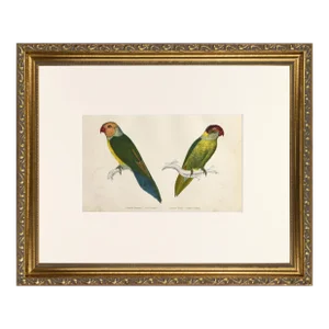 19th Century English Hand Colored Parrot/ Parakeet Bird Engraving by Goldsmith