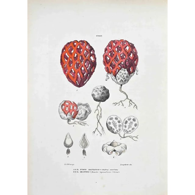Lithograph hand watercolored. Plate from "Atlante di Botanica popolare ossia Illustrazione di Piante Notevoli di ogni...