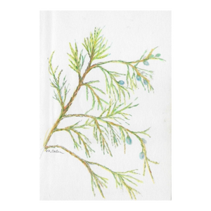 Myriam Cahn Juniper Botanical Painting