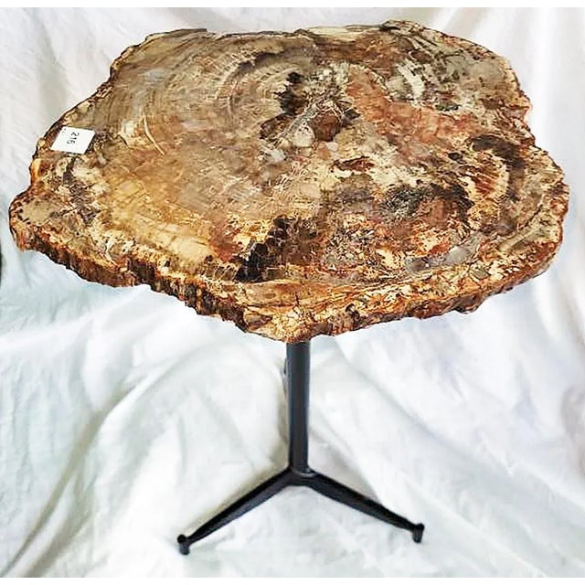 Contemporary Petrified Wood Side Table For Sale - Image 3 of 8