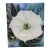 1987 Georgia O'Keeffe : One Hundred Flowers. Knopf, 1st Edition Large Hardback For Sale