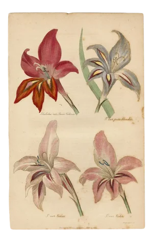 "Clematis Siebaldii" Antique Engraving