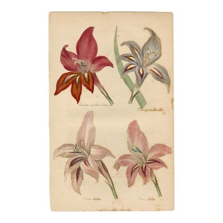 "Clematis Siebaldii" Original Antique Engraving For Sale