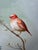 Signed Vintage Wild-Bird Oil Painting by Jeanine Albert For Sale In Atlanta - Image 6 of 13