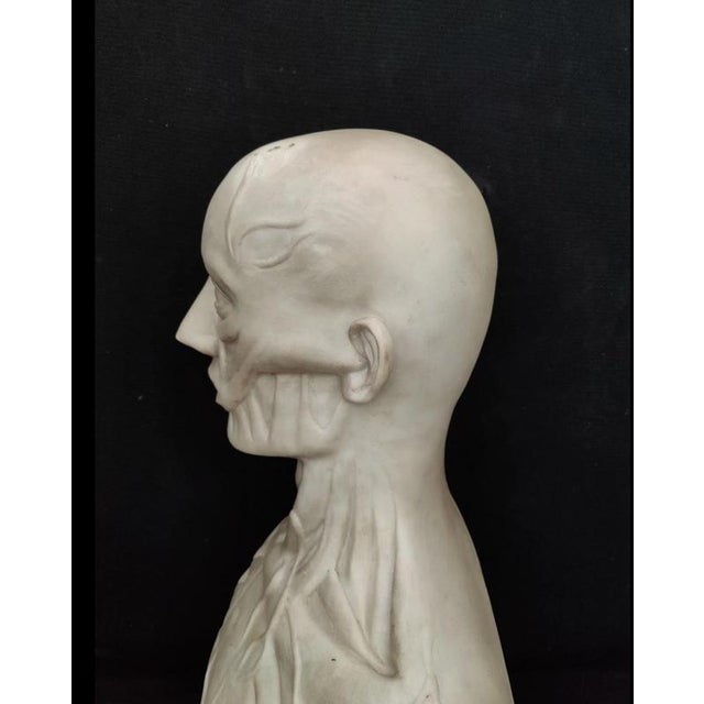 Jean-Antoine Houdon, Anatomical Bust from the Houdon Model, Carrara Marble For Sale - Image 9 of 12