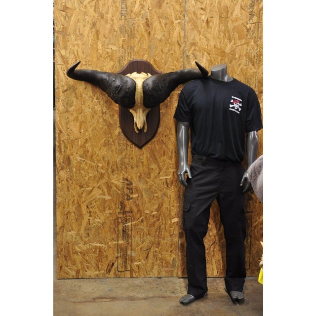 Vintage Large African Cape Buffalo Skull European Mount on Wooden Plaque Taxidermy. Circa Mid 20th Century. Measurements...