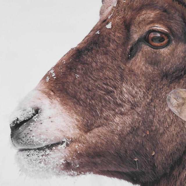 Big Horn Ram - Framed Print For Sale In Sacramento - Image 6 of 9