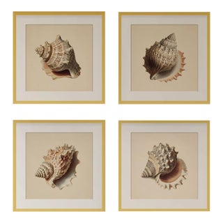 Set of 4 - Shells Collection | Coastal Natural History Fine Art Prints For Sale