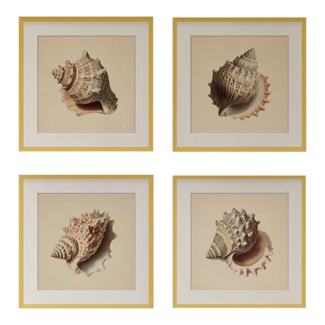 Set of 4 - Shells Collection | Coastal Natural History Fine Art Prints For Sale