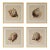 Set of 4 - Shells Collection | Coastal Natural History Fine Art Prints For Sale