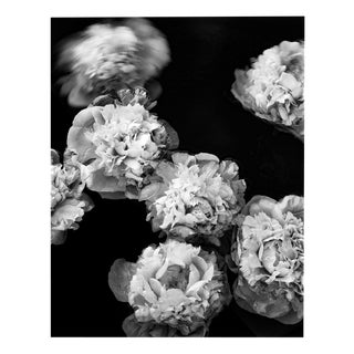 Peonies Afloat - Blooms, Black and White Photography, Limited Edition 2 of 5 2024 For Sale
