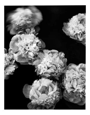 Peonies Afloat - Blooms, Black and White Photography, Limited Edition 2 of 5 2024