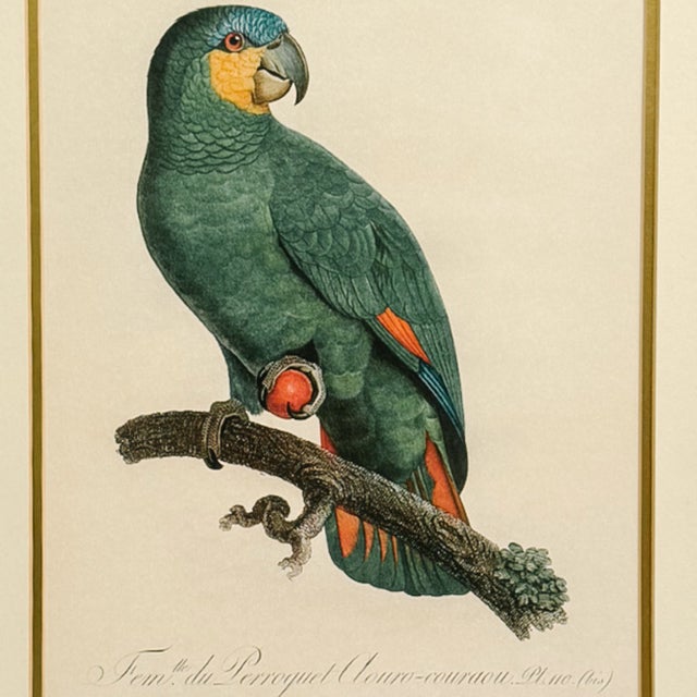 1950s Framed French Ornithological Parrot Lithographs After Jacques Barraband - A Pair For Sale - Image 4 of 13