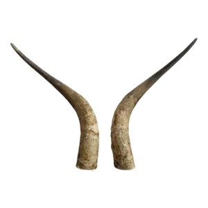 1960s Primitive Longhorn Bull Horns Southwest D√©cor - Set of 2