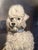 An original pastel portrait of a white poodle by noted American animal artist Gladys Emerson Cook (1899-1976). This fine...