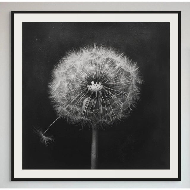 27.5' X 27.5' - 'Dandelion' #3 - Black and White Limited Edition Botanical Floral Photograph Print For Sale - Image 4 of 5